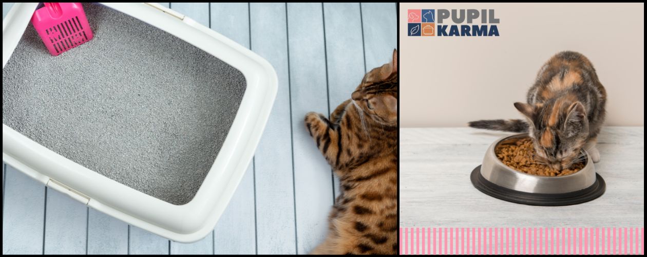 Z lewej strony zdjęcie żwirku dla kota z różową łopatką. Po prawej stronie zdjęcie kota jedzącego z metalowej miski suchą karmę. Na dole tego zdjęcia różowe paski . Logo pupilkarma. 